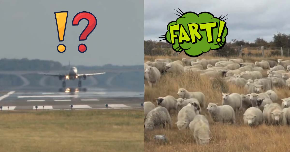 Le flatulenze di 2000 pecore costringono l’aereo ad un atterraggio di emergenza