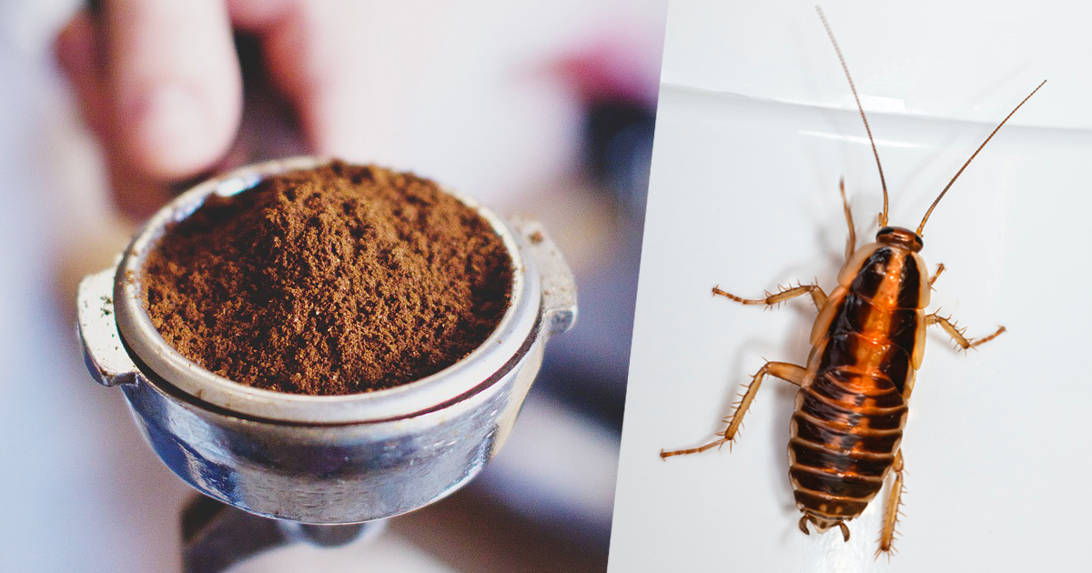 Caffè e scarafaggi: il disgustoso legame svelato sui social