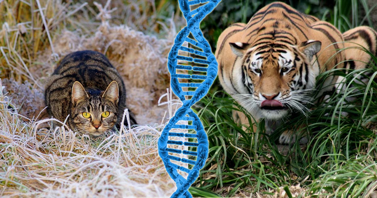 Gatti domestici: il DNA svela che si sono addomesticati da soli