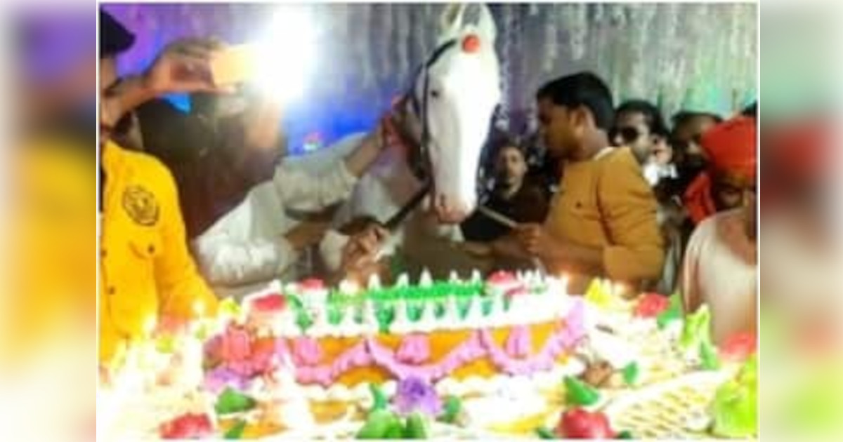 Organizza una sfarzosa festa di compleanno per il suo cavallo: la torta pesa più di 20 kg