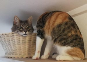 Gatto senza testa: l'illusione ottica fa impazzire il web