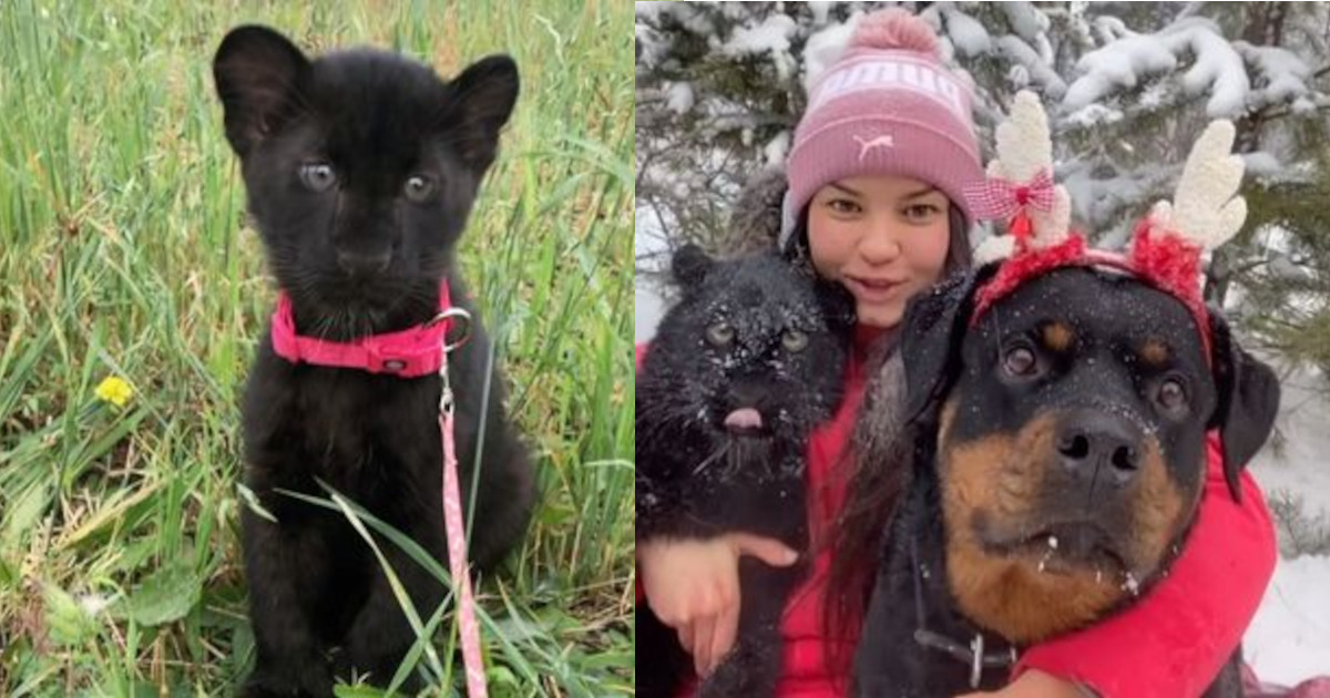 Una cucciola di pantera abbandonata viene adottata da una donna e dal suo Rottweiler