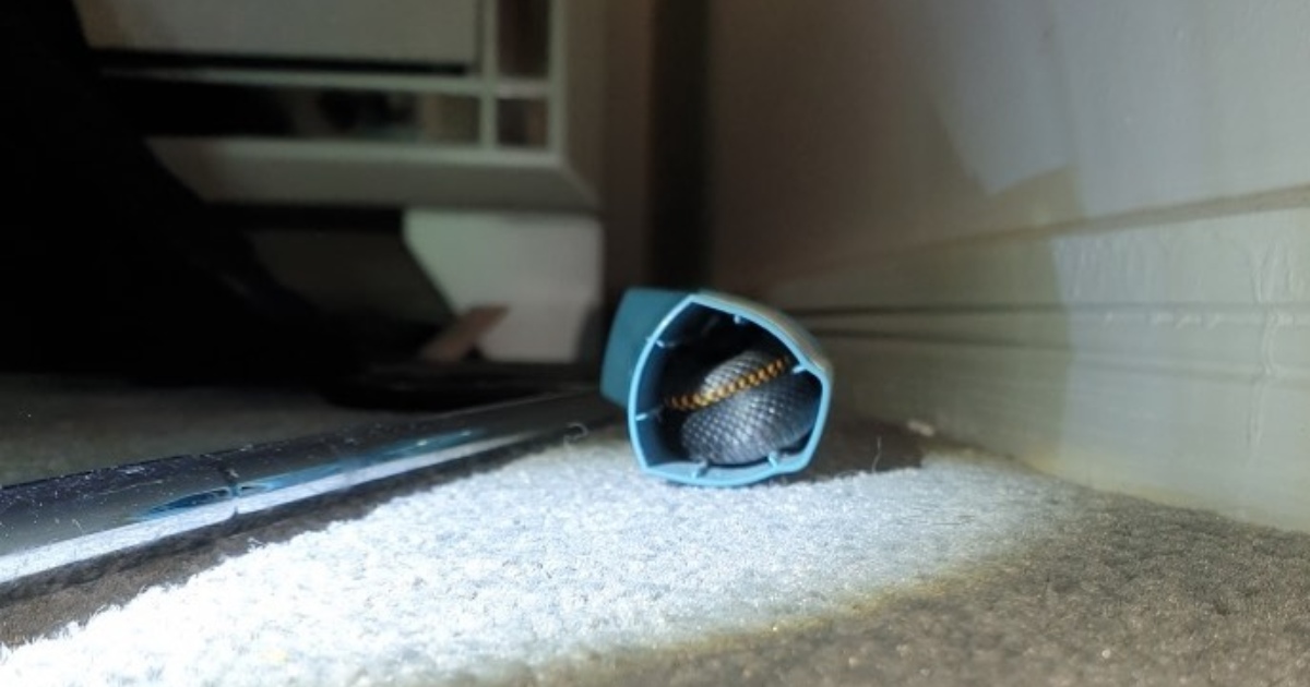 Un’adolescente ha trovato un serpente velenoso raggomitolato dentro il suo inalatore per l’asma