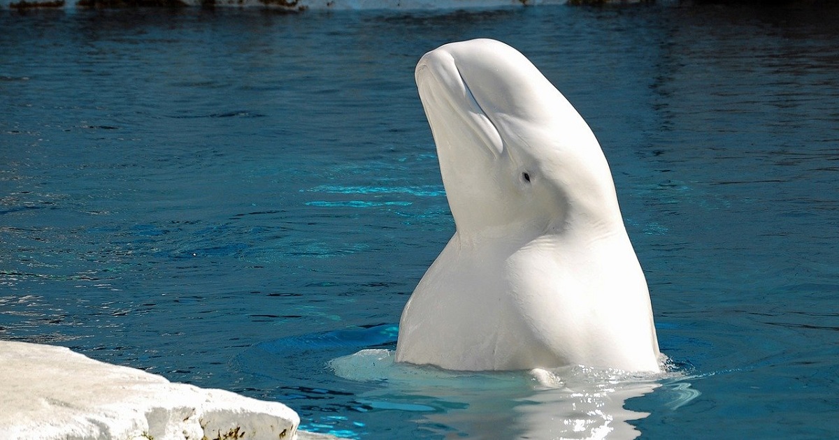 I beluga possono imitare il linguaggio umano e comunicare con i delfini