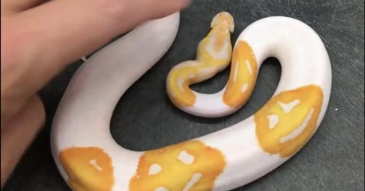 Alleva serpenti per 8 anni perché vuole ricreare delle emoji sulla loro pelle