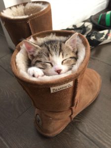 Gatti che dormono in posizioni strane
