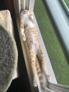 Gatti che dormono in posizioni strane