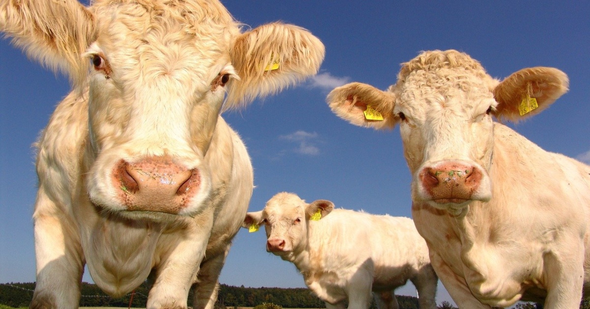 Le mucche ci osservano: sanno riconoscere volto e voci umani