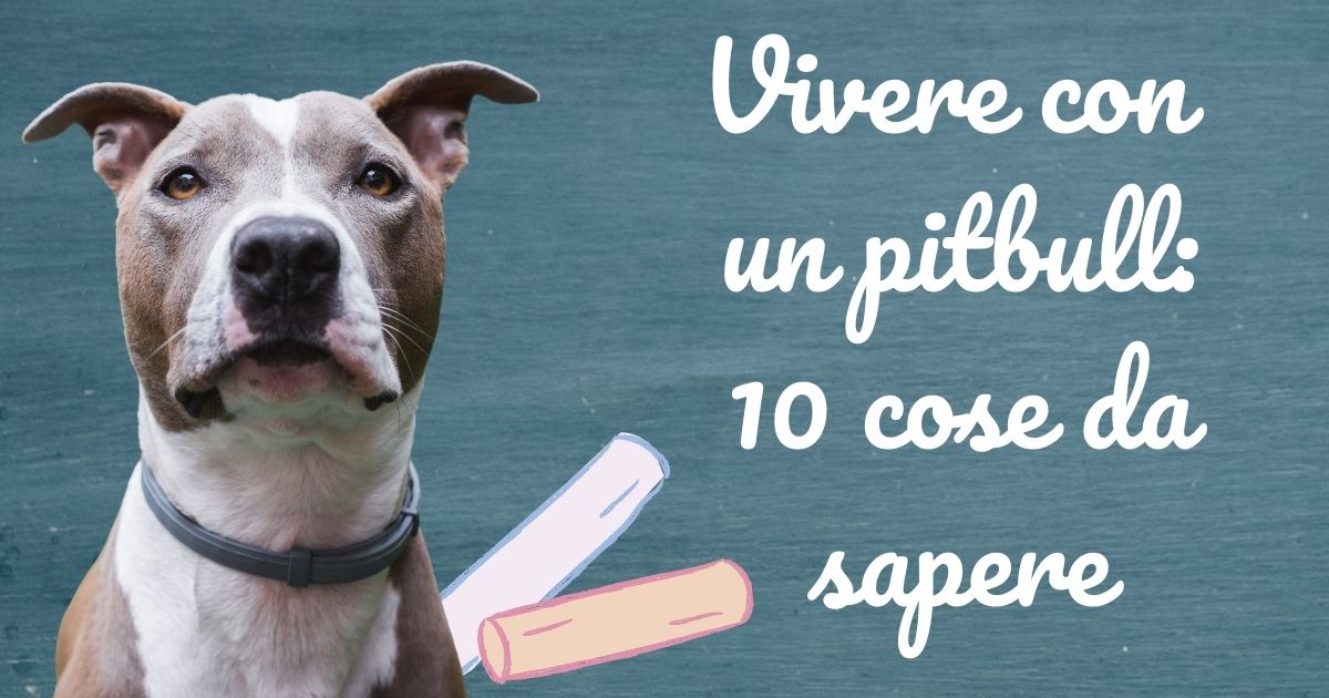 Vivere con un pitbull: decalogo semiserio per donne