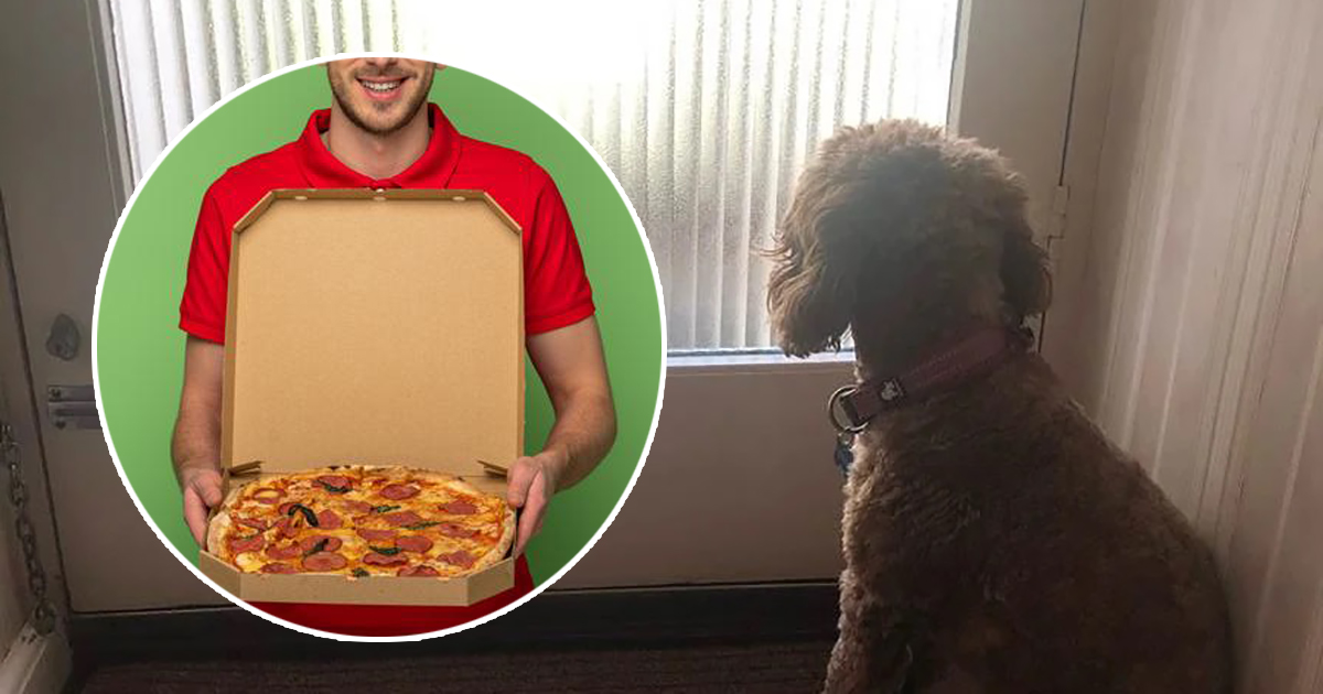 Arriva il fattorino con la pizza, cane sfonda il vetro per la felicità