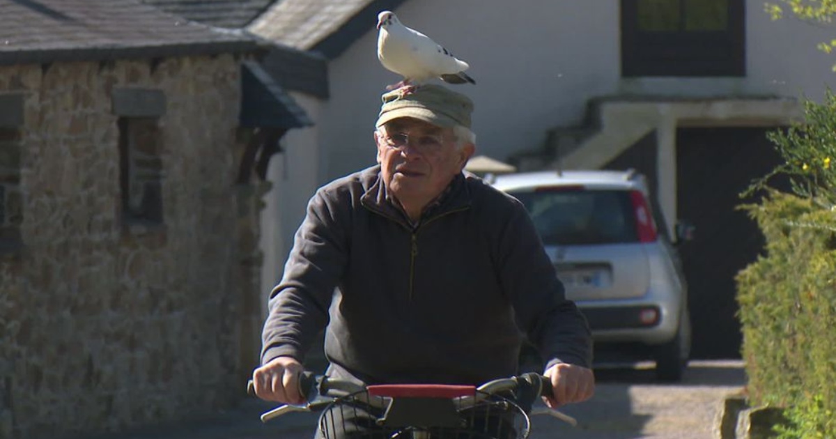 Un pensionato francese ed un piccione sono diventati inseparabili amici