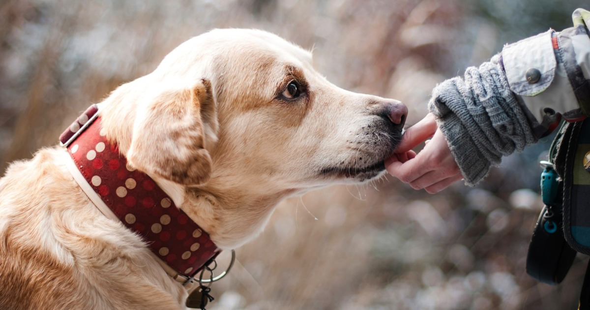 Lo dice la scienza: il tuo cane può aiutarti a capire se sei una persona inaffidabile