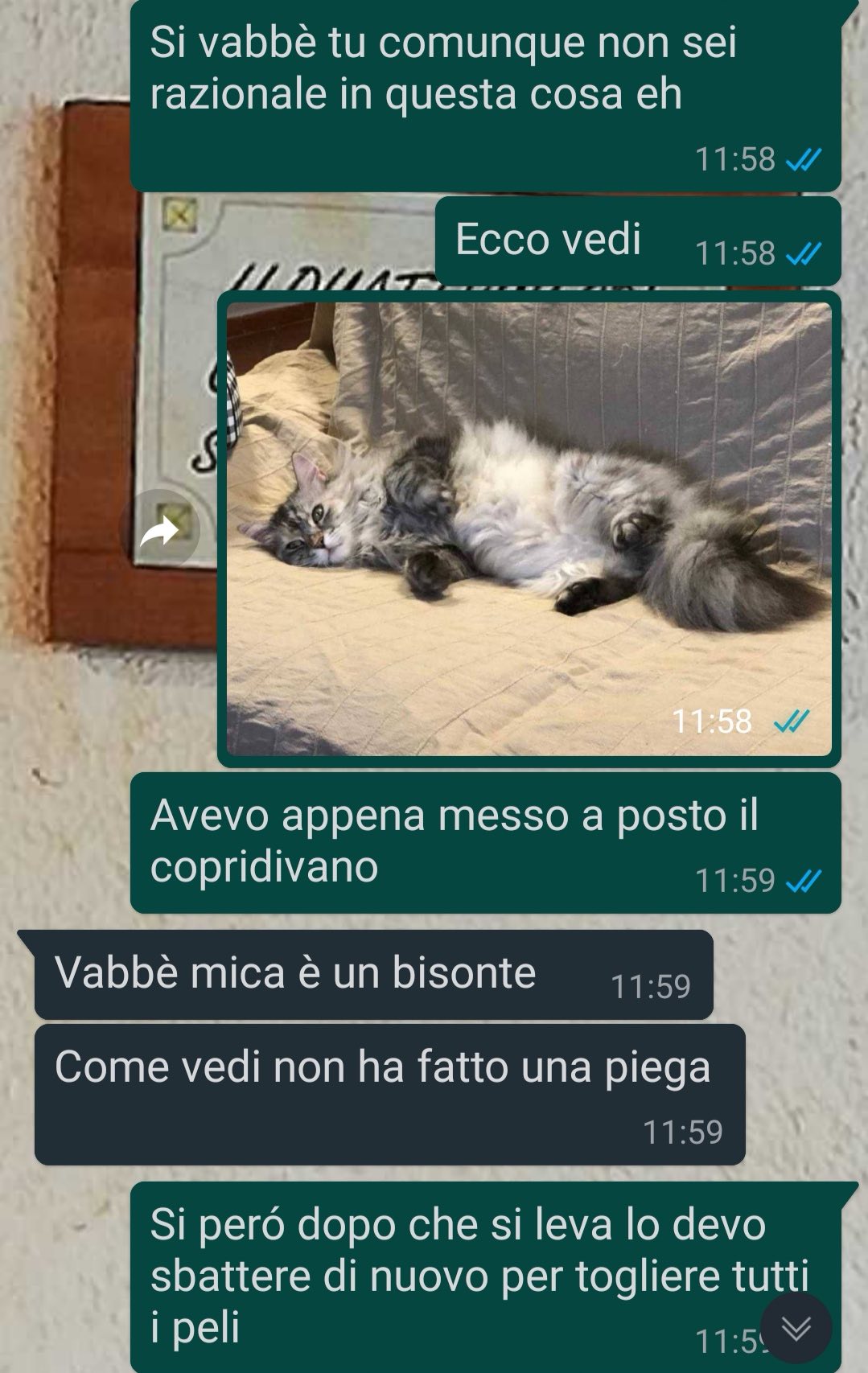 Una gatta speciale