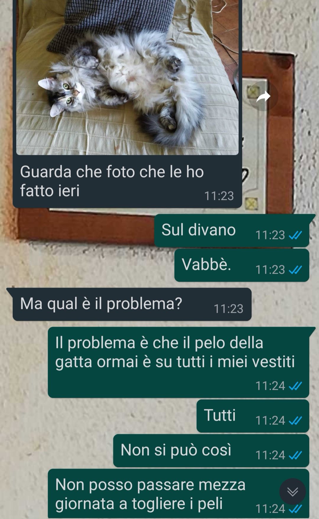 Una gatta speciale