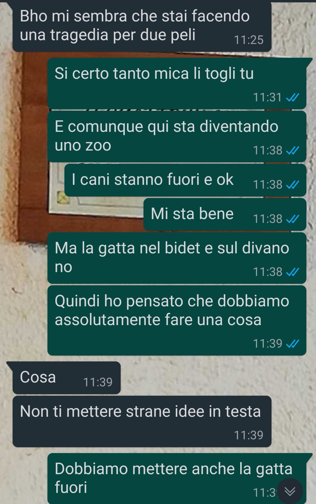 Una gatta speciale