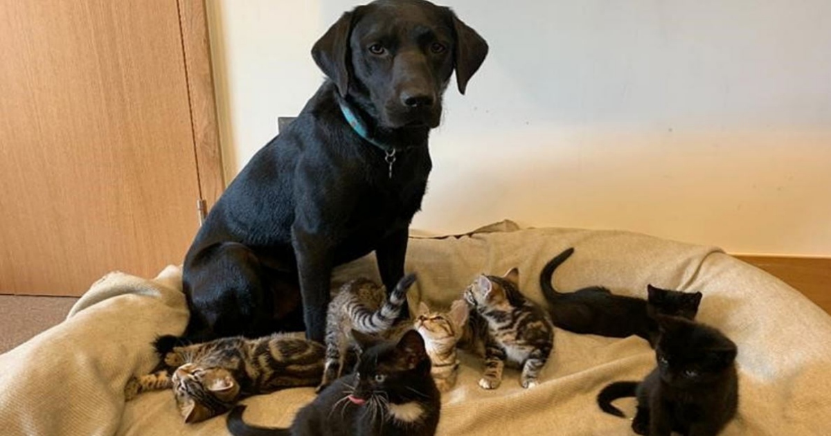 Cane trovatello adotta sette gattini abbandonati dalla mamma