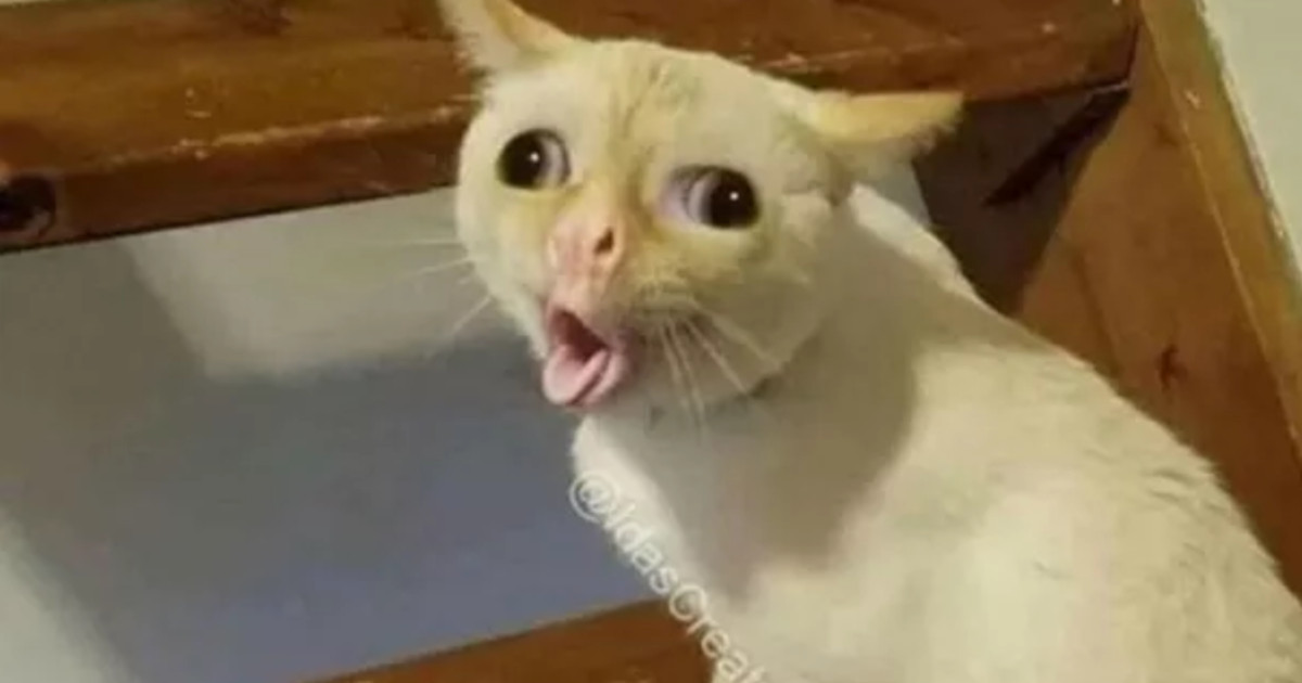 La storia del meme del gatto che tossisce