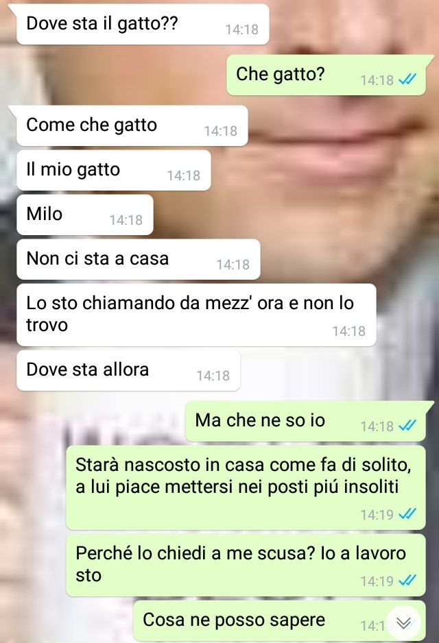 Ho perso il gatto