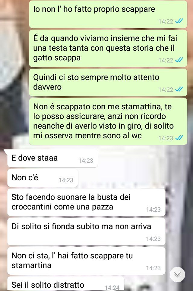 Ho perso il gatto