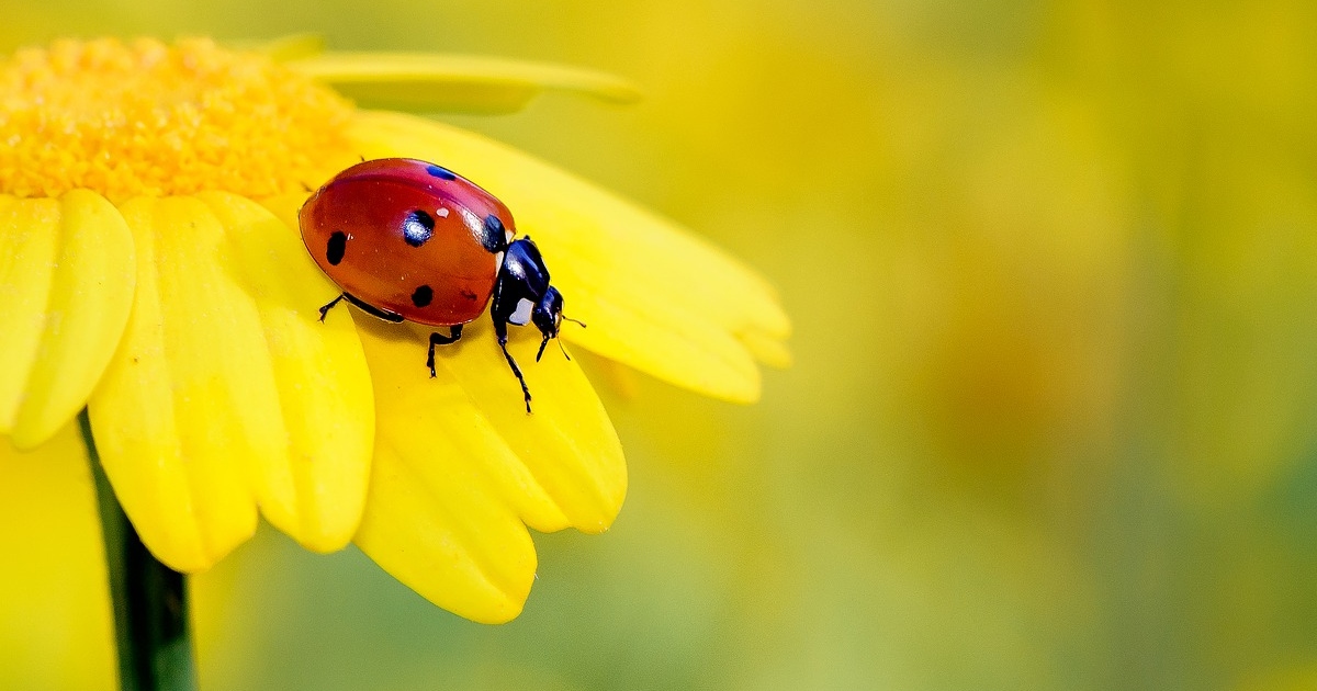 Che fine fanno gli insetti in inverno?