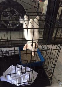 Collezione dei gatti più esilaranti di Snapchat