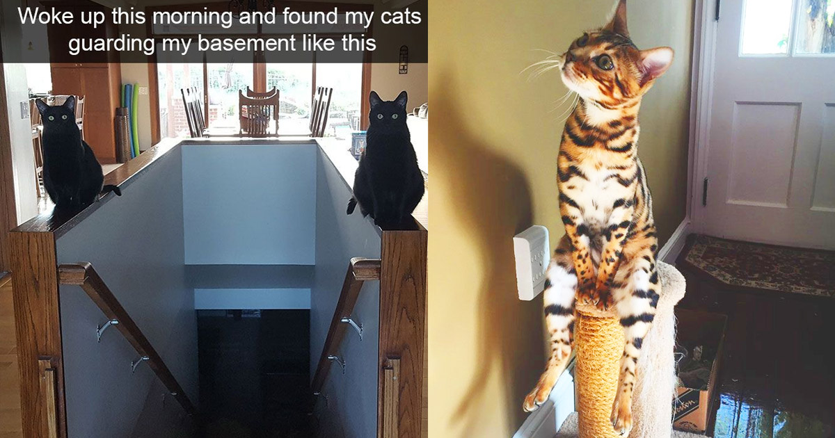 Vite feline: collezione dei gatti più esilaranti del web [+FOTO]
