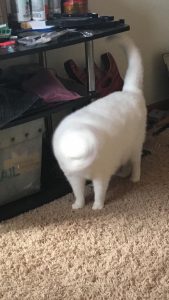 Vite feline su Snapchat quando i gatti fanno rischiare l'infarto ai padroni