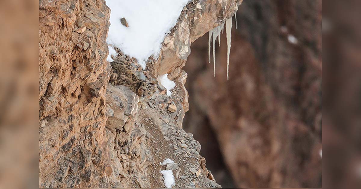 Aguzza la vista: riesci a vedere il leopardo nella foto?