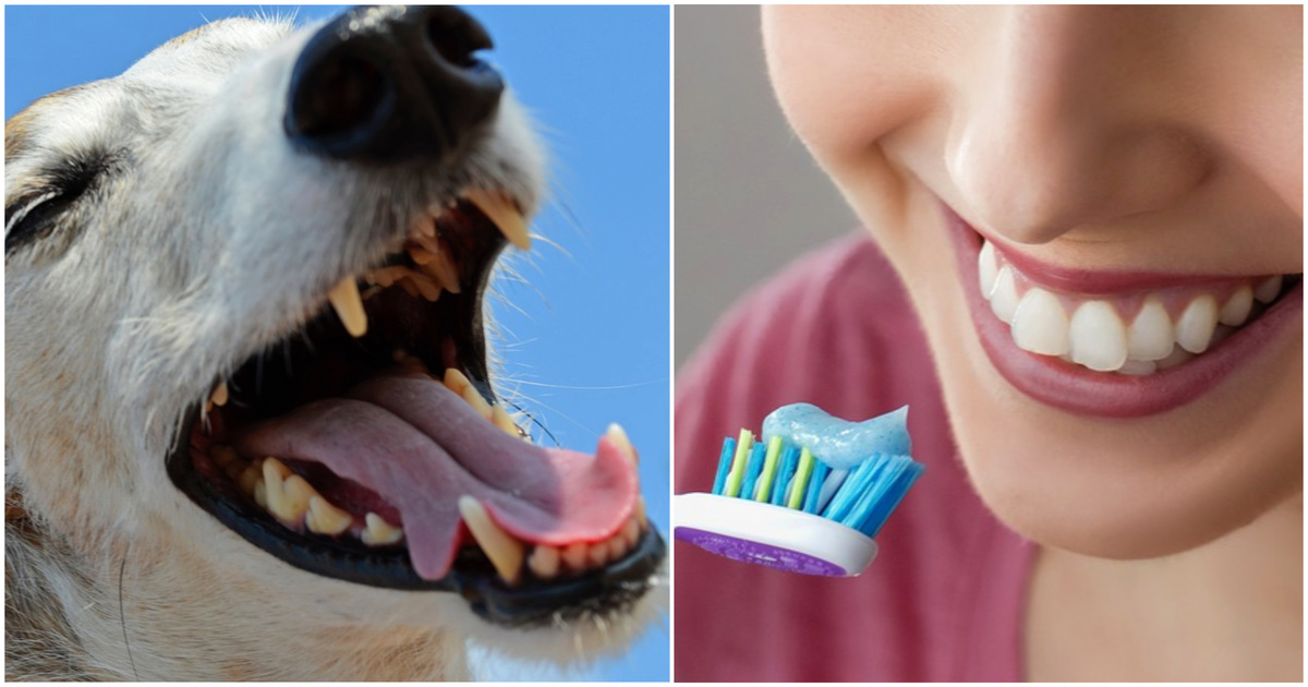 E’ più pulita la bocca di un cane o di un essere umano?