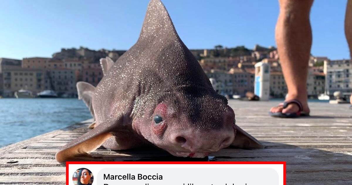 Isola d’Elba: trovato un raro esemplare di pesce porco [+COMMENTI]