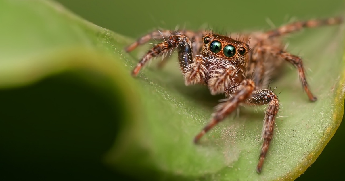 Insetti sbadati: maschi si accoppiano con altri maschi perché non controllano bene