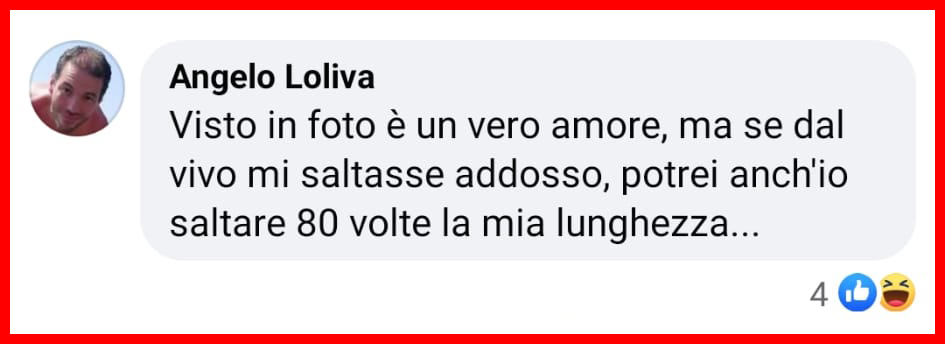 Salticidae, i "ragni saltatori" in grado di saltare 80 volte la loro lunghezza