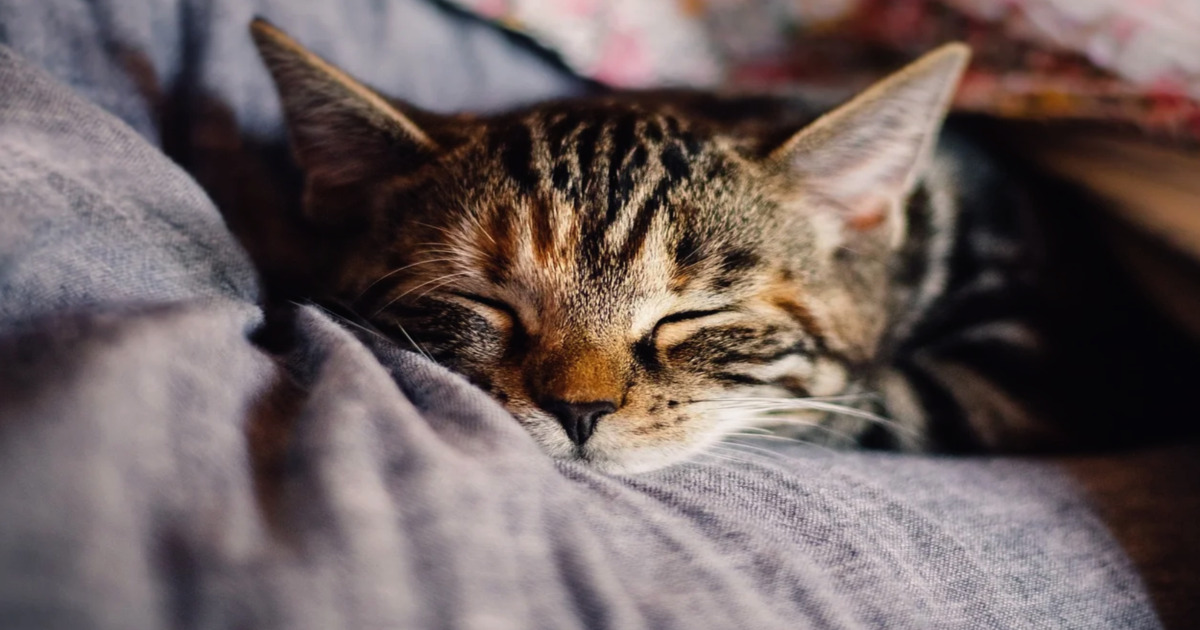 Avere un cane o un gatto ci fa dormire peggio: lo studio