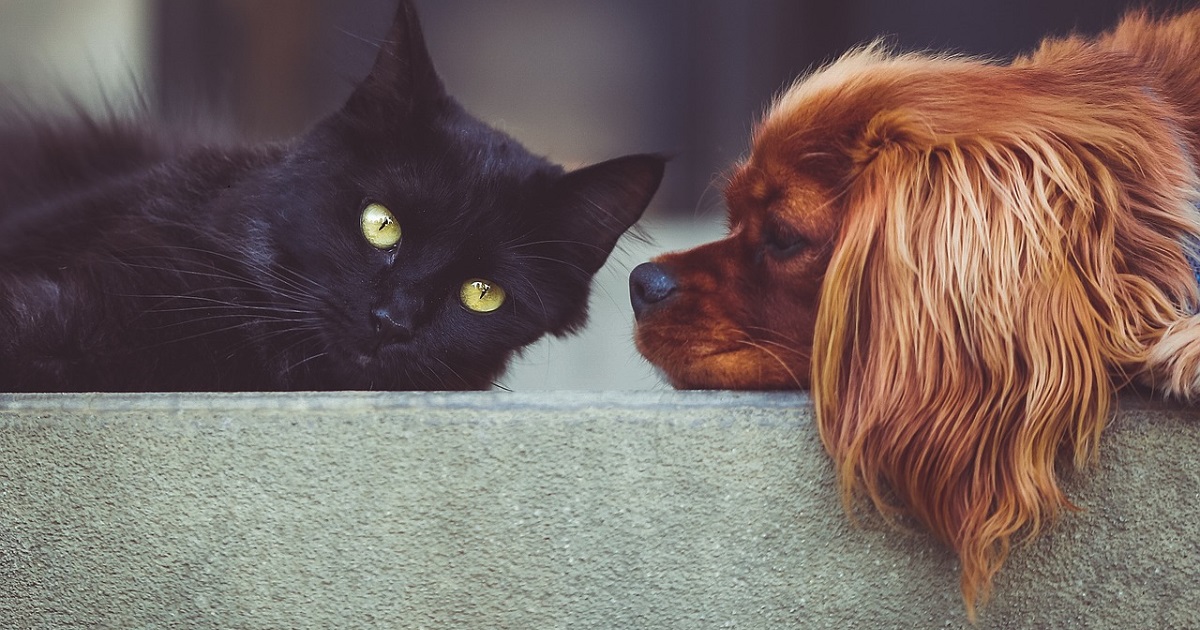 Having an animal in the house strengthens memory: science says so