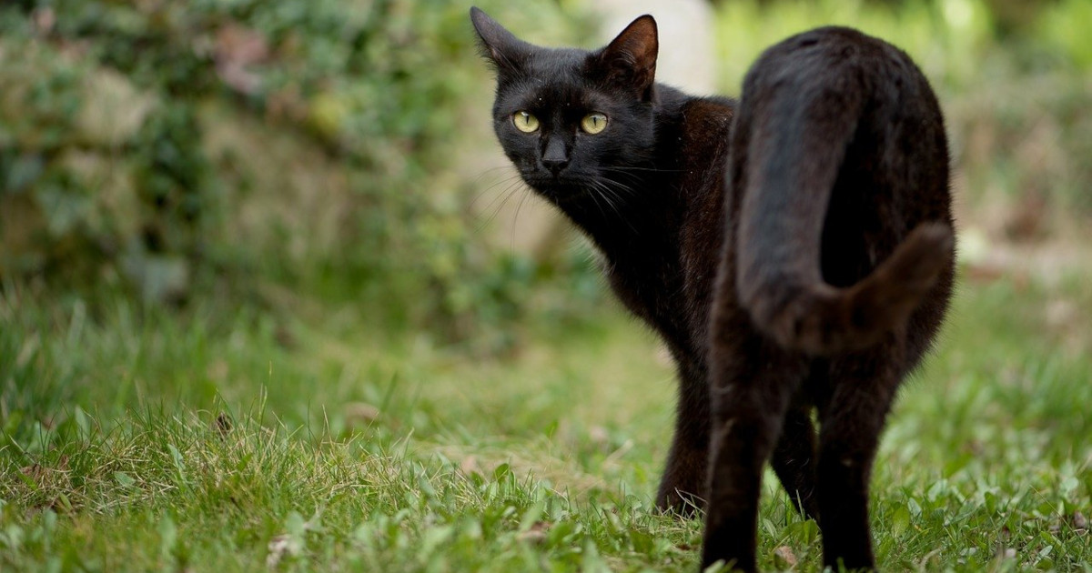 Da dove nasce la superstizione sui gatti neri?
