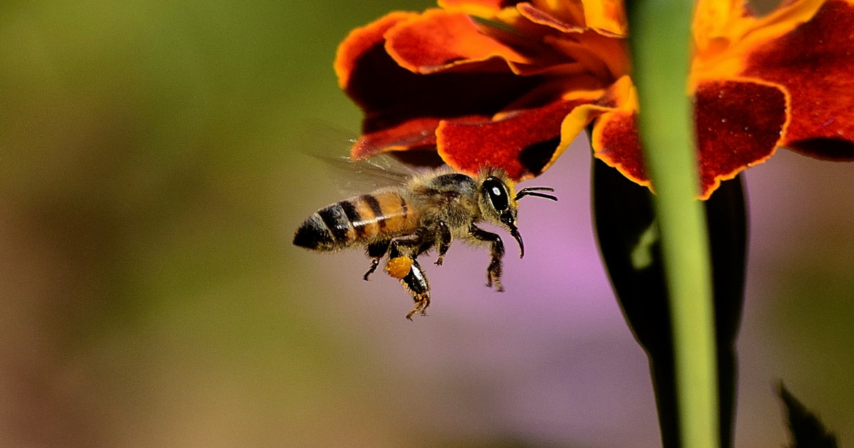 Quali sono gli animali che possono riprodursi da soli?