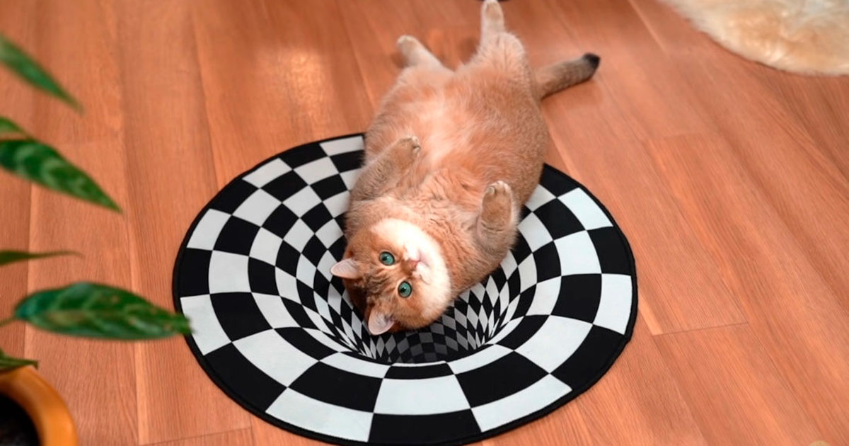 I gatti possono vedere le illusioni ottiche? Il video che fa discutere