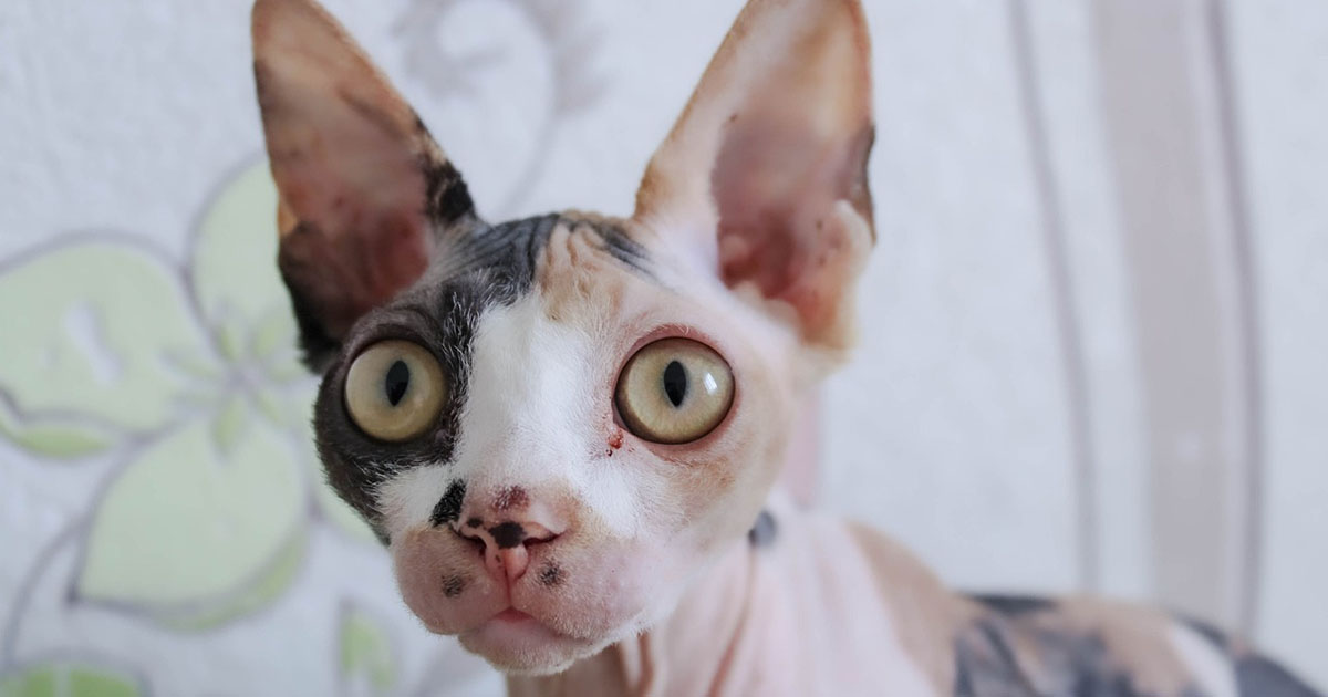 Donna sorpresa ad allattare un gatto Sphynx su un volo di linea