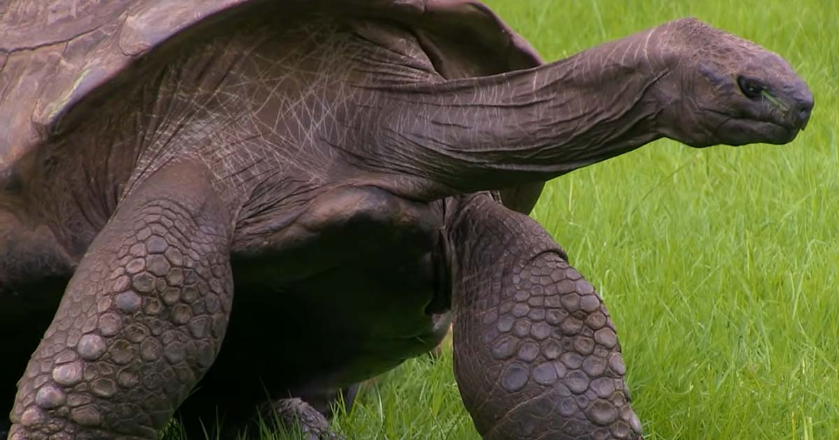 L’animale terrestre più vecchio al mondo? La tartaruga Jonathan, 190 anni