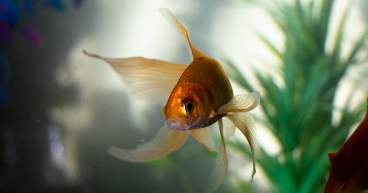 Even fish can solve math: Science says so