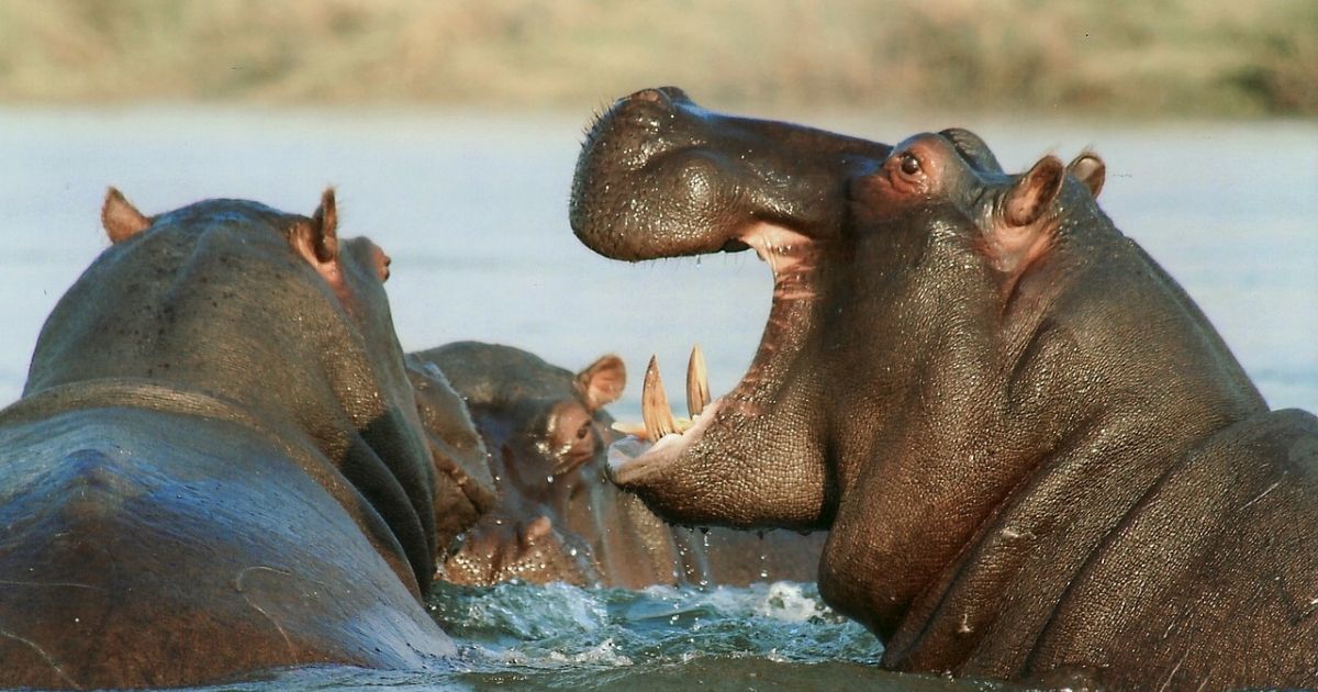 Gli ippopotami spruzzano sterco in modo aggressivo per difendere il territorio