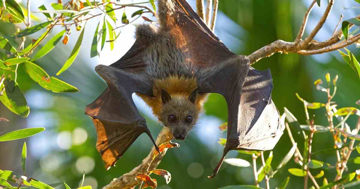 In Nuova Zelanda è un pipistrello a vincere il premio come miglior “uccello” dell’anno