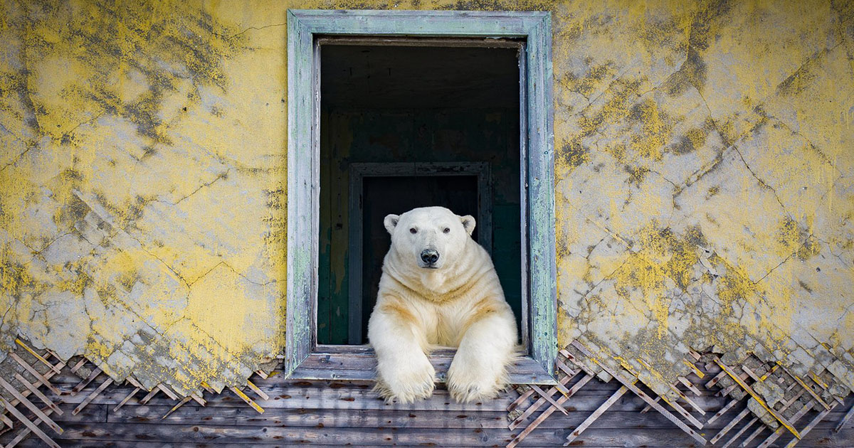 Al Polo Nord la casa degli orsi polari è un stazione meteorologica abbandonata