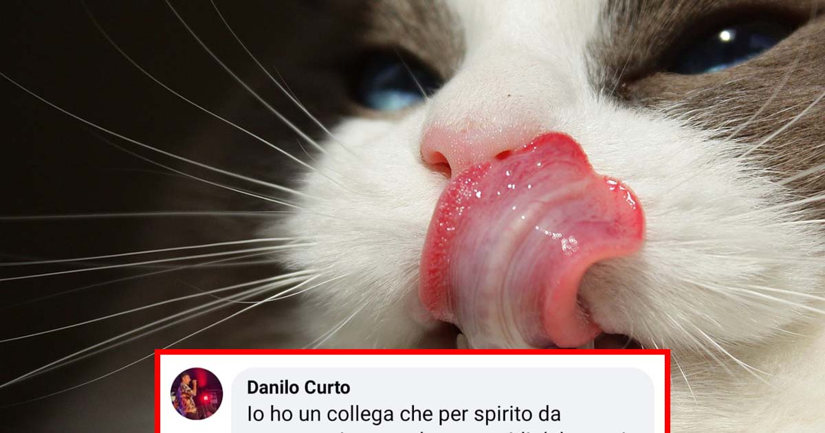 La ragazza che si fa curare l’acne dalla lingua del suo gatto [+COMMENTI]