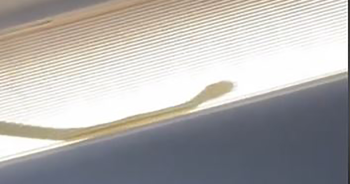 Un serpente in cabina costringe l’aereo ad un atterraggio di emergenza [+VIDEO]