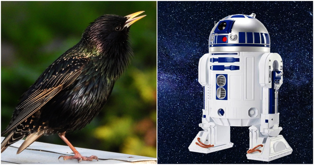 Un uccello sa imitare alla perfezione R2-D2 di Star Wars [+VIDEO]