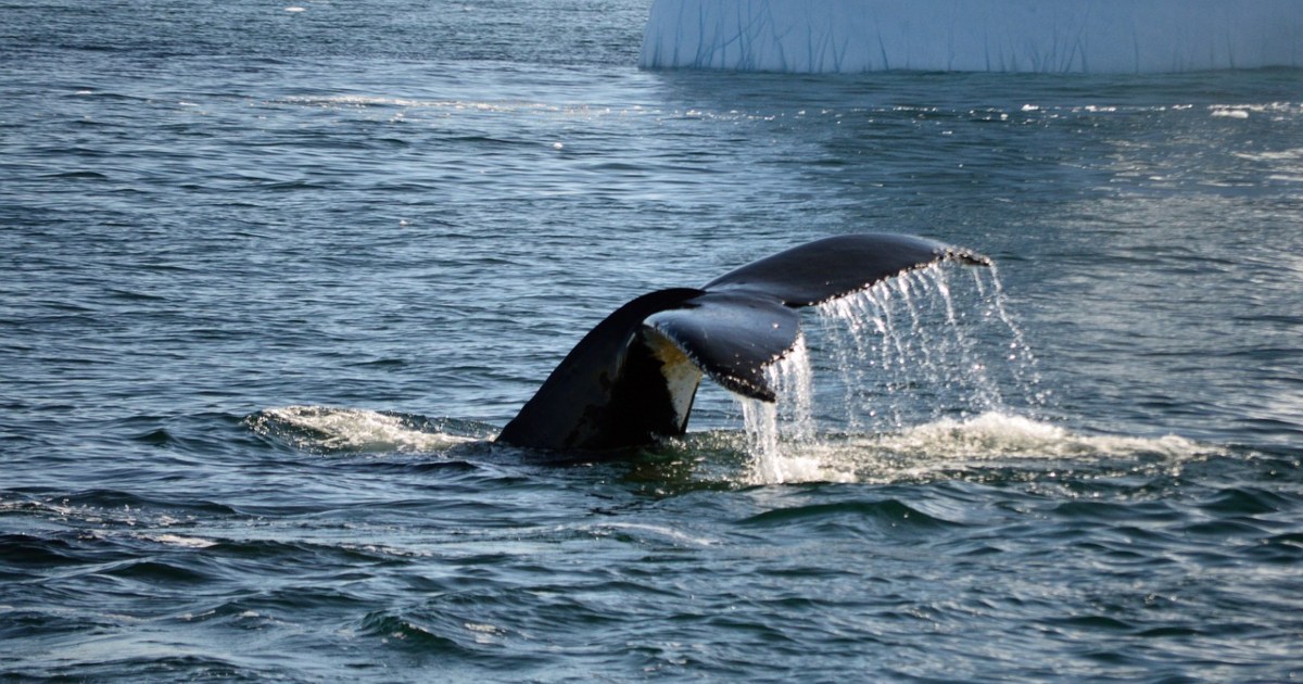 Pescatore inghiottito “erroneamente” da una balena: è sopravvissuto