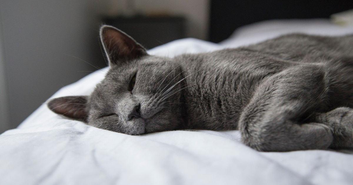Perché i gatti amano dormire nel letto con noi?