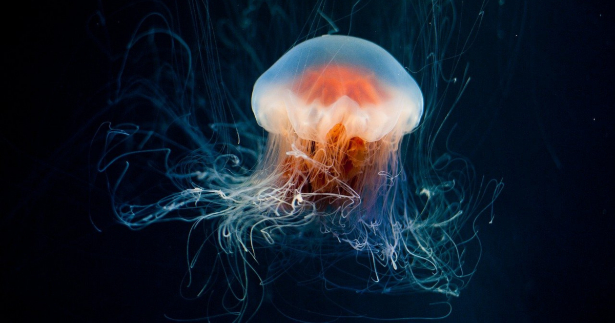 Una medusa “ascensore” fa risalire un pesce dal fondo del mare [+FOTO]