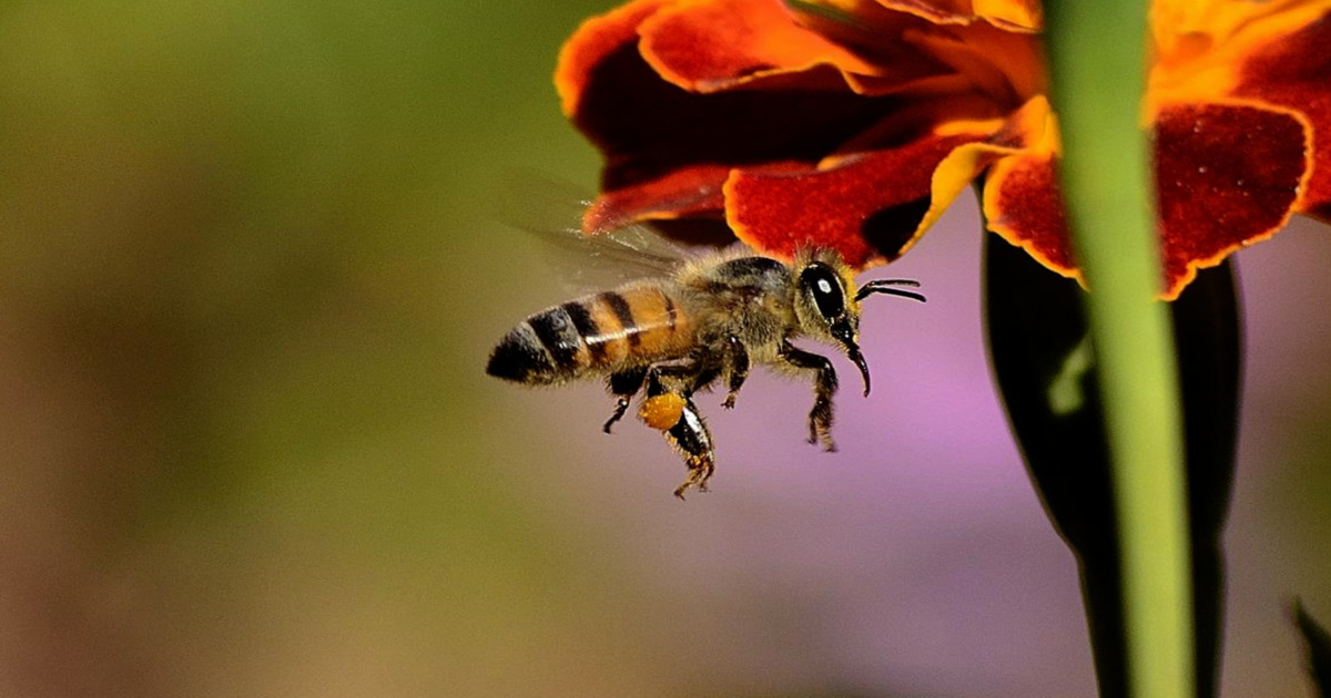 Cosa succede quando le api volano su superfici acquatiche prive di increspature?